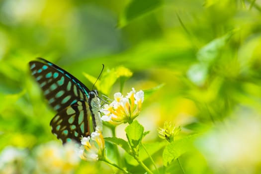 Spotted Jay butterfly, Graphium arycles on Lantana flower.