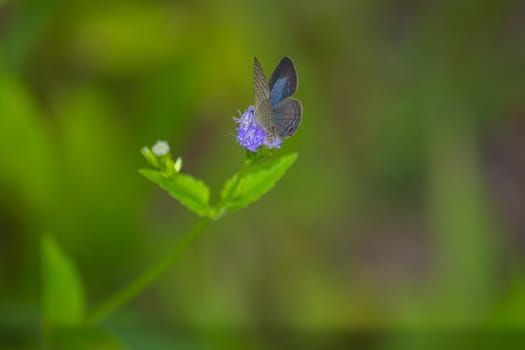 Common Ciliate Blue butterfly, Anthene emolus on green background.
