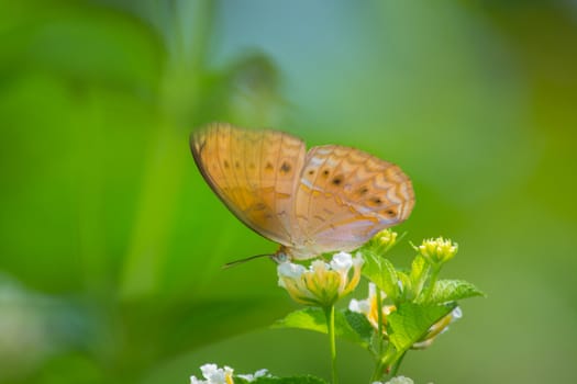 Little Yeoman butterfly, Cirrochroa surya on Latana flower.