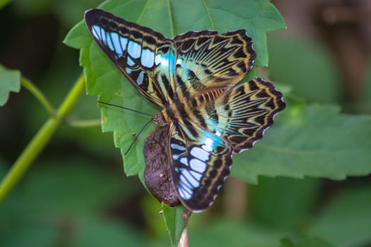 Clipper butterfly, parthenos sylvia on green leave feeding on bird dropping.