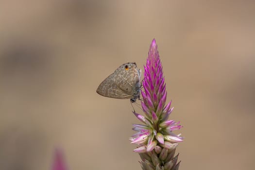 Pointed Ciliate Blue butterfly, Anthene lycaenina on wild flower.