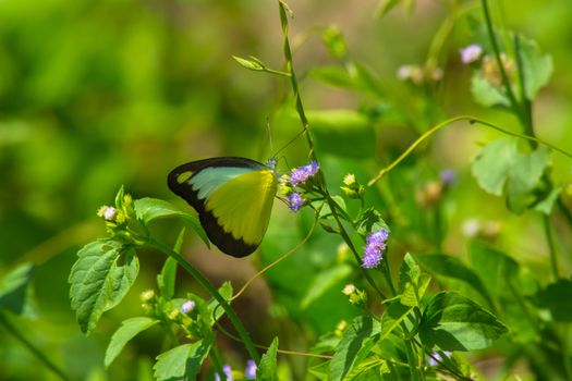 Choocolate Albatross butterfly, Appias lyncida on wild weed flower.