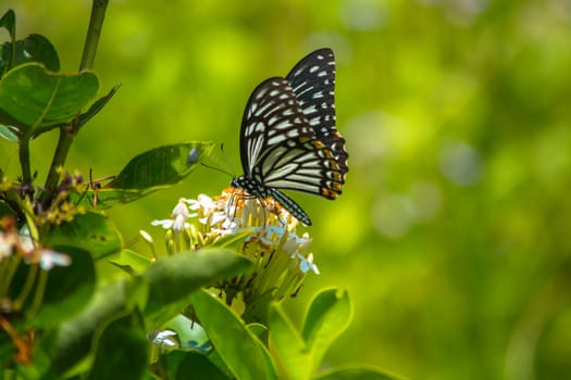 Common Mime butterfly, Chilasa f. dissimilis on Siamese White Ixora flower.