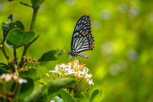 Common Mime butterfly, Chilasa f. dissimilis on Siamese White Ixora flower.