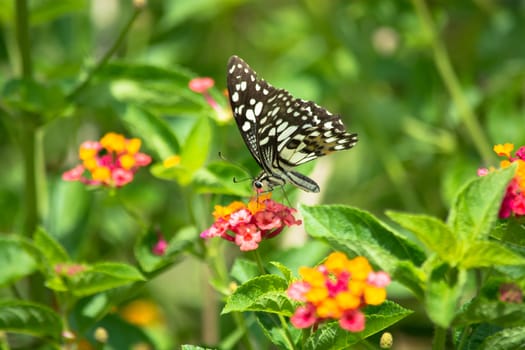 Lime butterfly, Papilio demoleus on Lantana flower.