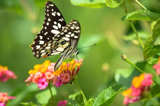 Lime butterfly, Papilio demoleus on Lantana flower.