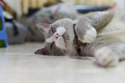 closed up the fatty grey cat is sleeping on a floor