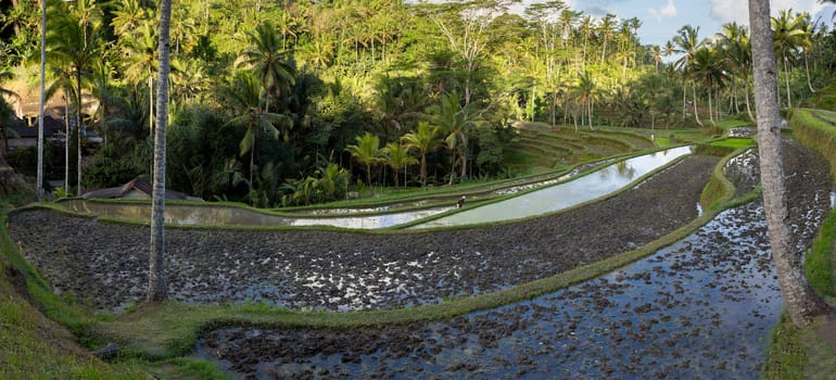 beautiful Rice terraced paddy fields in Gunung Kawi Bali, Indonesia