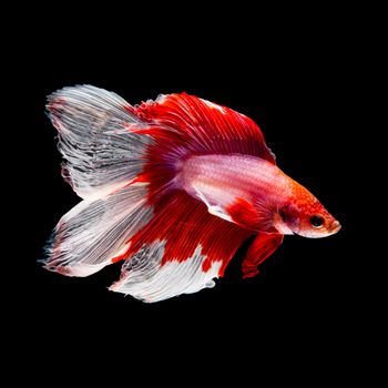 Red and white siamese fighting fish, betta fish, two tail profile, on black background