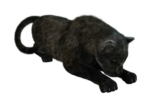 3D digital render of a big cat black panther isolated on white background