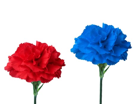 blue and red flower isolated on white