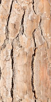 bark background or texture