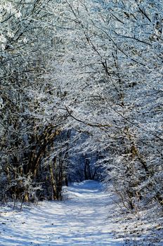 Winter Forest Road through Snowy Trees Alley in Frosty Day Outdoors