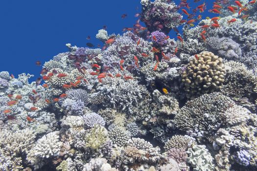colorful coral reef with shoal of fishes scalefin anthias in tropical sea