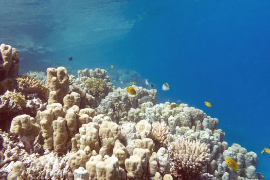 Coral reef with porites corals at the bottom of tropical sea, underwater