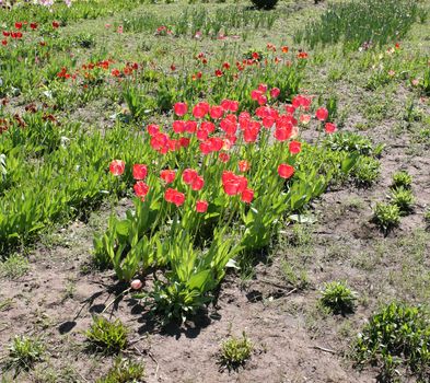 Scarlet tulips on a meadow in the Botanical Garden of the city Krivoi Rog in Ukraine