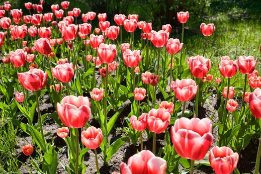 Blooming red tulips on a meadow in the Botanical Garden of the city Krivoy Rog in Ukraine