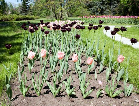 Dark maroon tulips on the background of pink tulips, grass and trees