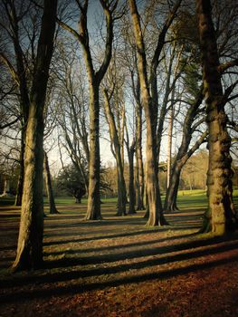 Tree trunks and their dark shadows in a forest in winter.