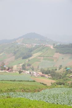 Farmland on the mountain. Agricultural area covering much of the mountain.