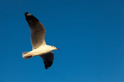 Bird flying. Bird wings flying in the sky, the dark color.