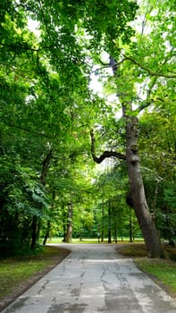 tree in the park and walkway vertical