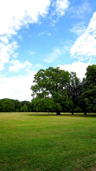 tree in the park with blue sky cloud background