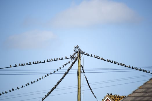 flock of starling birds on the telephone wires and roofs of houses