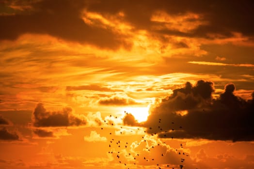 flocks of starlings flying into a bright orange sunset sky in the wild atlantic way