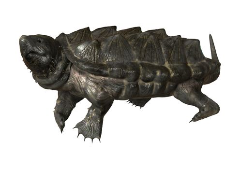3D digital render of an alligator snapping turtle isolated on white background