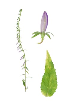 Campanula rapunculoides plant with details of bloom and leaf beside isolated on white background.