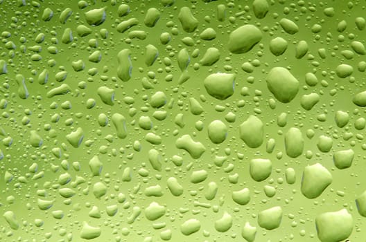 Water drops on gresh green natural background.