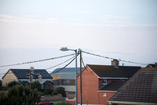 flock of starling birds on the telephone wires at a housing estate