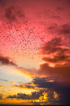 flocks of starlings flying into a red yellow sunset sky in the wild atlantic way