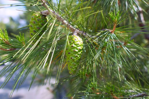 Close-up of a Mediterranean pine 
