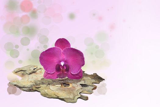 Pink orchid on a tree bark and bokeh background with a lot of copy space for your text