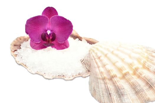 Orchid flower on a seashell with sea salt ,spa decor