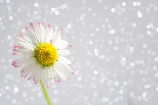 Beautiful Daisy,Bellis perennis on a sparkling bokeh background