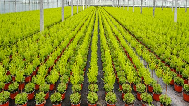 Thousands of small Cupresses trees lined up in a greenhouse