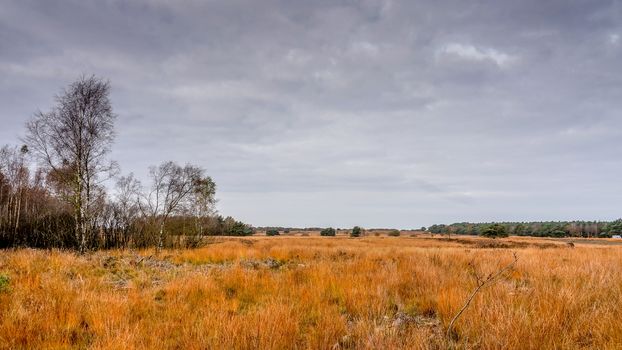 Heather fields near the town of Ermelo in the Netherlands