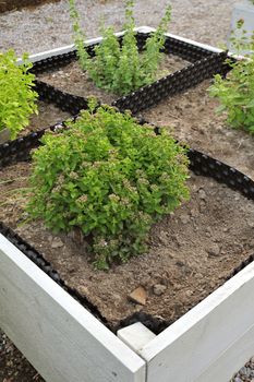 Organic Gardening on the Allotment