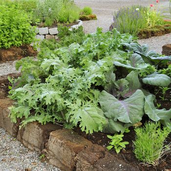 Organic Gardening on the Allotment