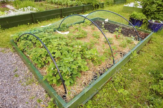 Organic Gardening on the Allotment