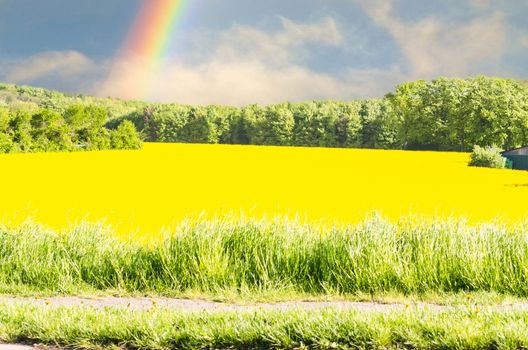 Yellow flowering Rapsfeld blue sky. Landscape in the background a rainbow.