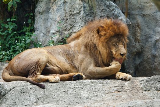 Big lion lying on rocks