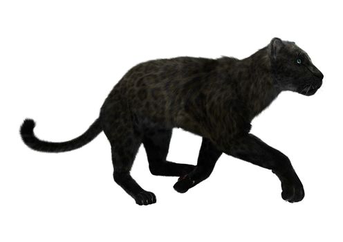 3D digital render of a big cat black panther isolated on white background