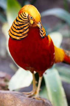Magnificent male golden pheasant bird with beautiful feathers