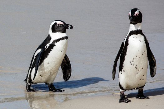 African Penguins on the sandy beach in South Africa