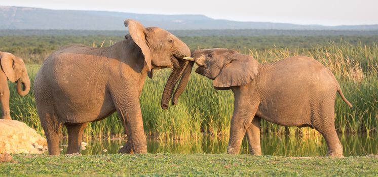 Two young elephants greeting each other with trunks touching