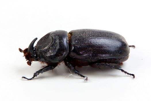 Dynastinae big unicorn beetle on white background